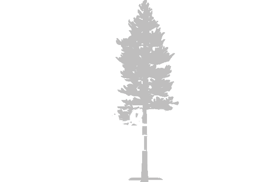 Pinecone Pastries